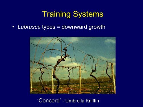 Training Systems for Grapes: High vs. Low Cordon - Viticulture Iowa ...