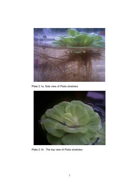 IDENTIFICATION OF COPPER-INDUCIBLE GENES IN Pistia stratiotes