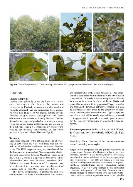Passalora perplexa, an important pleoanamorphic leaf blight ... - CBS