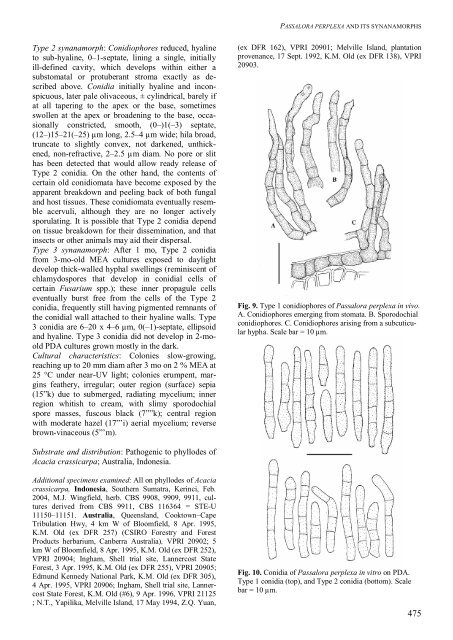 Passalora perplexa, an important pleoanamorphic leaf blight ... - CBS