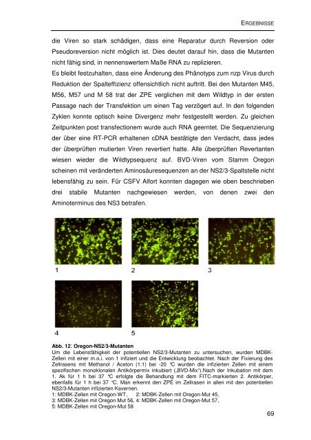 Einfluss von Mutationen auf die NS2/3-Prozessierung und die ...