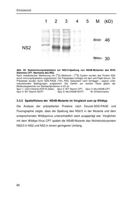 Einfluss von Mutationen auf die NS2/3-Prozessierung und die ...