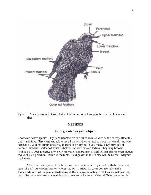 avian ethogram and research project at the zoo - Wilson ...