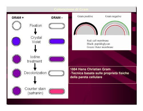 Controllodellosviluppomicrobicoecolturebatteriche - Dipartimento di ...