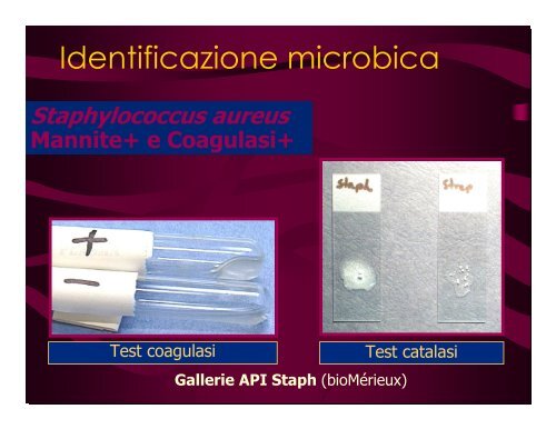 Controllodellosviluppomicrobicoecolturebatteriche - Dipartimento di ...