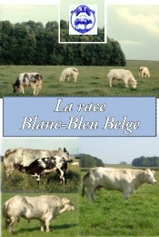 EXPANSION DE LA RACE - Blanc Bleu Belge
