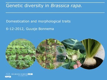 Genetic diversity in Brassica rapa.