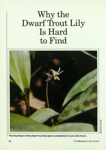 1906 Why the Dwarf Trout Lily Is Hard to Find - webapps8
