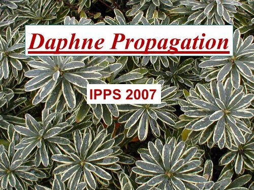 Daphne Propagation