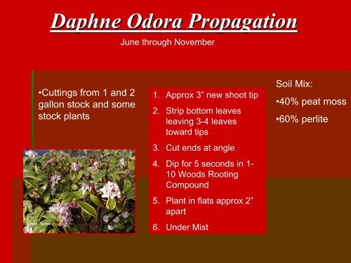 Daphne Propagation