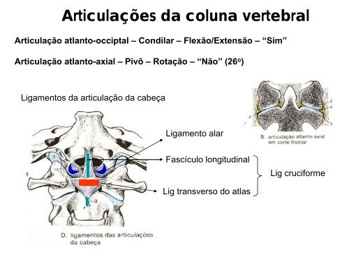 ArticulaÃ§Ãµes da coluna vertebral