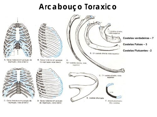 ArticulaÃ§Ãµes da coluna vertebral