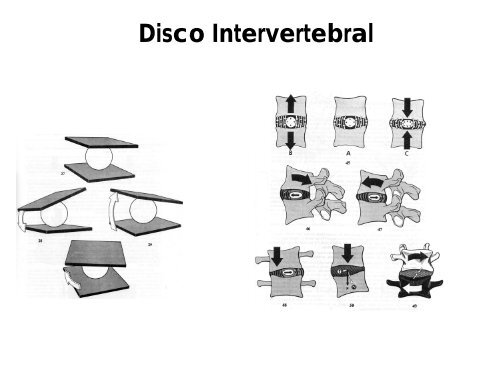 ArticulaÃ§Ãµes da coluna vertebral