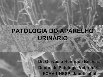 Patologia do Aparelho UrinÃƒÂ¡rio - Unesp