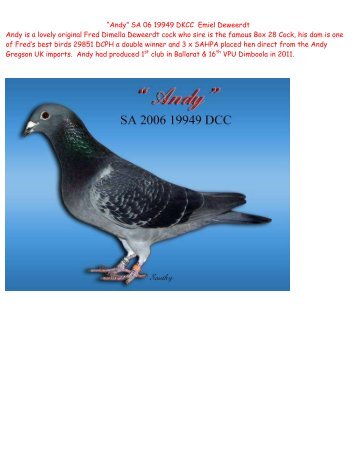 “Andy” SA 06 19949 DKCC Emiel Deweerdt Andy is a ... - pigeon sales