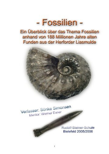 4.3 Erdgeschichtliche Einordnung (Stratigraphie) - Steinkern