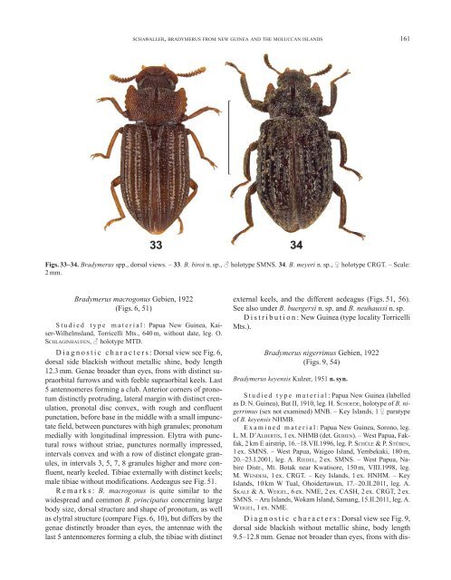 The species of Bradymerus Perroud (Coleoptera: Tenebrionidae ...