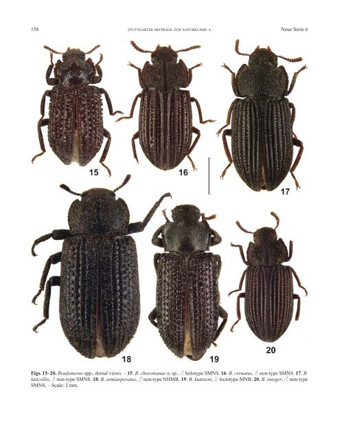 The species of Bradymerus Perroud (Coleoptera: Tenebrionidae ...