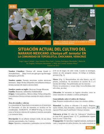 SituaciÃ³n actual del cultivo de naranjo mexicano - Colposcordoba.mx