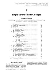 Single-Stranded DNA Phages