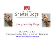 Jumpy Mouthy Dogs - Center for Shelter Dogs