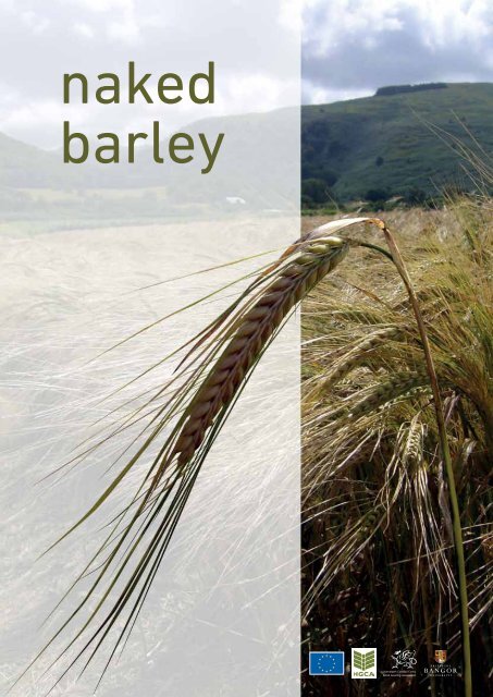 What is naked barley? - Barley - Bangor University