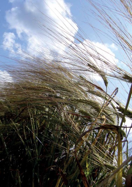 What is naked barley? - Barley - Bangor University