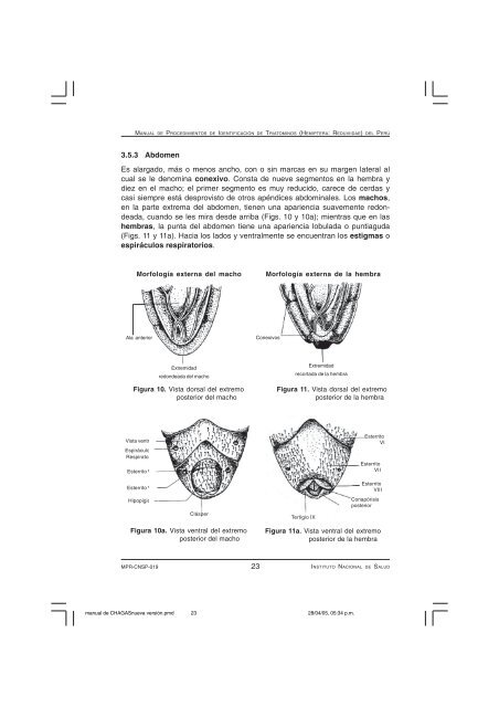 (Hemiptera: Reduviidae) del PerÃº - BVS - INS - Instituto Nacional de ...