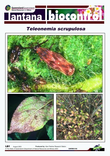 Teleonemia scrupulosa - Weeds Australia