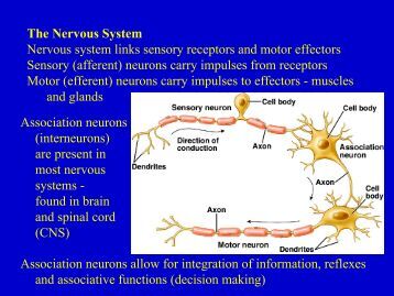 What is the function of association neurons?