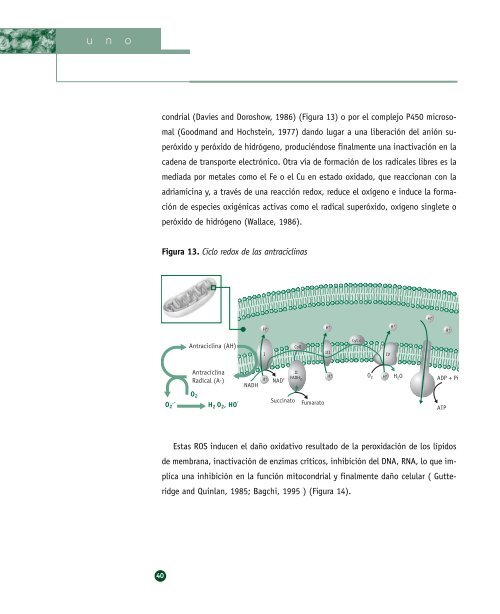 Biodisponibilidad de los flavonoides de la ... - Cerveza y Salud