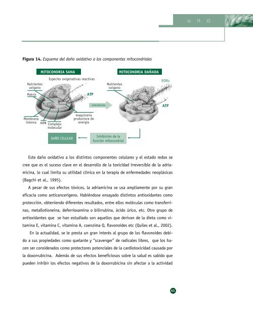 Biodisponibilidad de los flavonoides de la ... - Cerveza y Salud