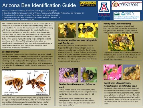 Arizona Bee Identification Guide - Pollinator Partnership