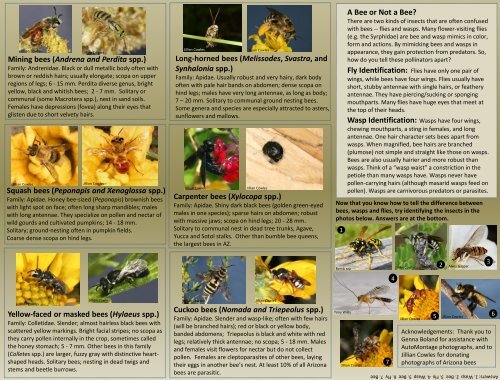 Arizona Bee Identification Guide - Pollinator Partnership