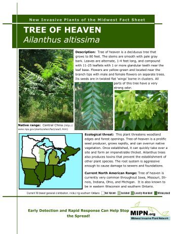 TREE OF HEAVEN Ailanthus altissima - Midwest Invasive Plant ...