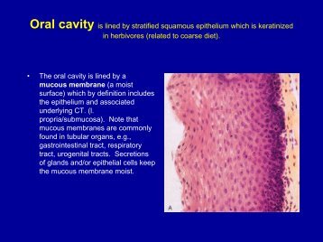 Oral cavity is lined by stratified squamous epithelium which is ...