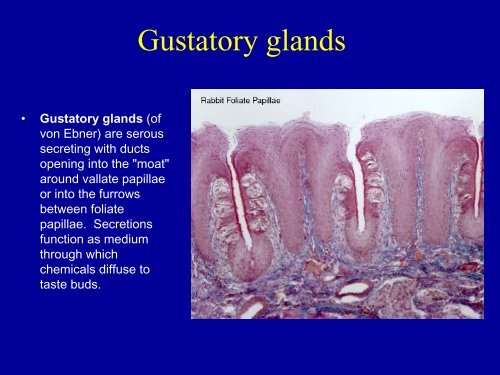 Oral cavity is lined by stratified squamous epithelium which is ...