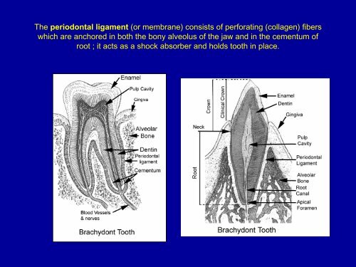 Oral cavity is lined by stratified squamous epithelium which is ...