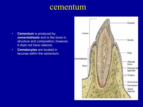 Oral cavity is lined by stratified squamous epithelium which is ...