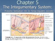 Chapter 5 Integumentary System.pdf