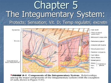 Chapter 5 The Integumentary System Worksheet Answers the appendicular skeleton Chapter 5 The Integumentary System Worksheet Answers the appendicular skeleton