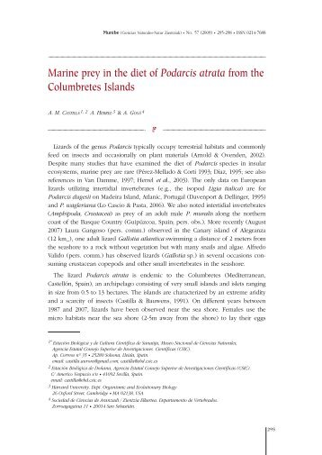 Marine prey in the diet of Podarcis atrata from the ... - Aranzadi