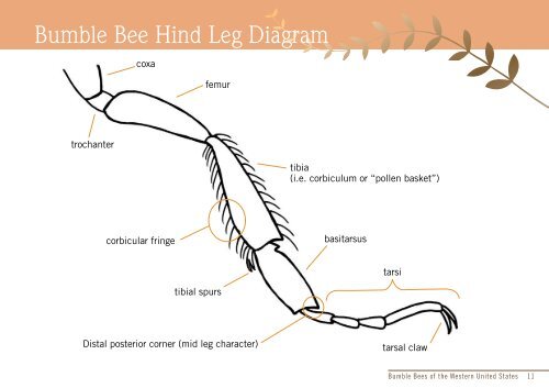 Bumble Bees of the Western United States - USDA Forest Service