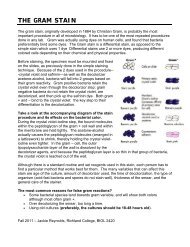 gram stain