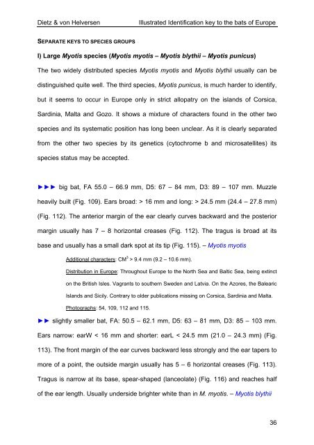 Dietz & von Helversen Illustrated Identification key to the bats of ...