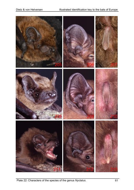 Dietz & von Helversen Illustrated Identification key to the bats of ...