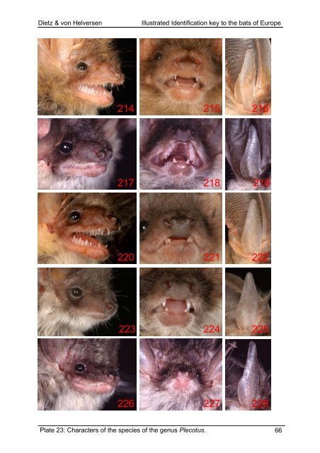 Dietz & von Helversen Illustrated Identification key to the bats of ...