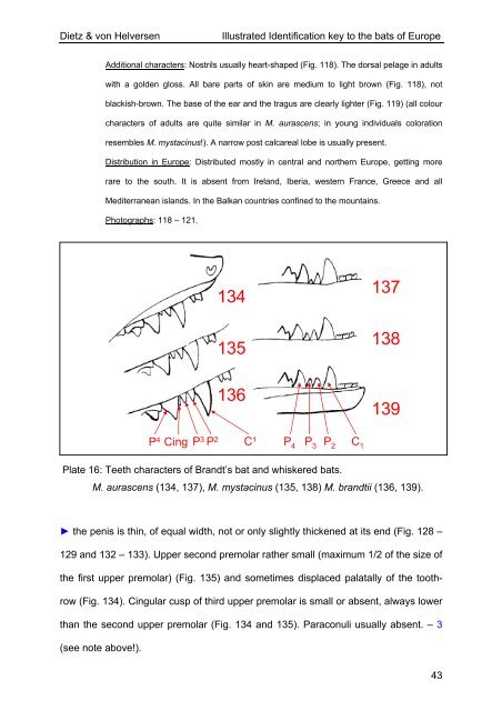 Dietz & von Helversen Illustrated Identification key to the bats of ...