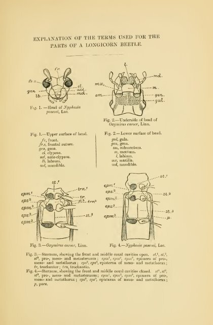 Coleoptera. Vol. I. [Longicornia. Part I.]