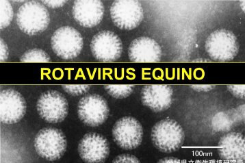 ROTAVIRUS EQUINO